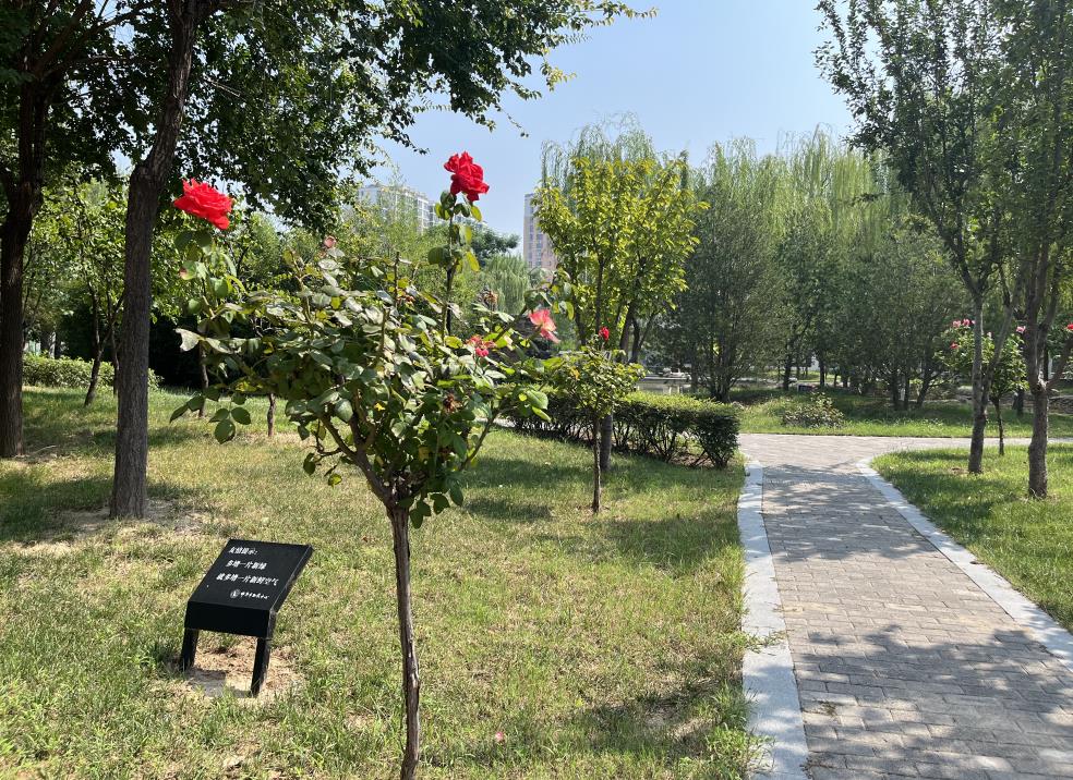 邯郸北方学校校园环境