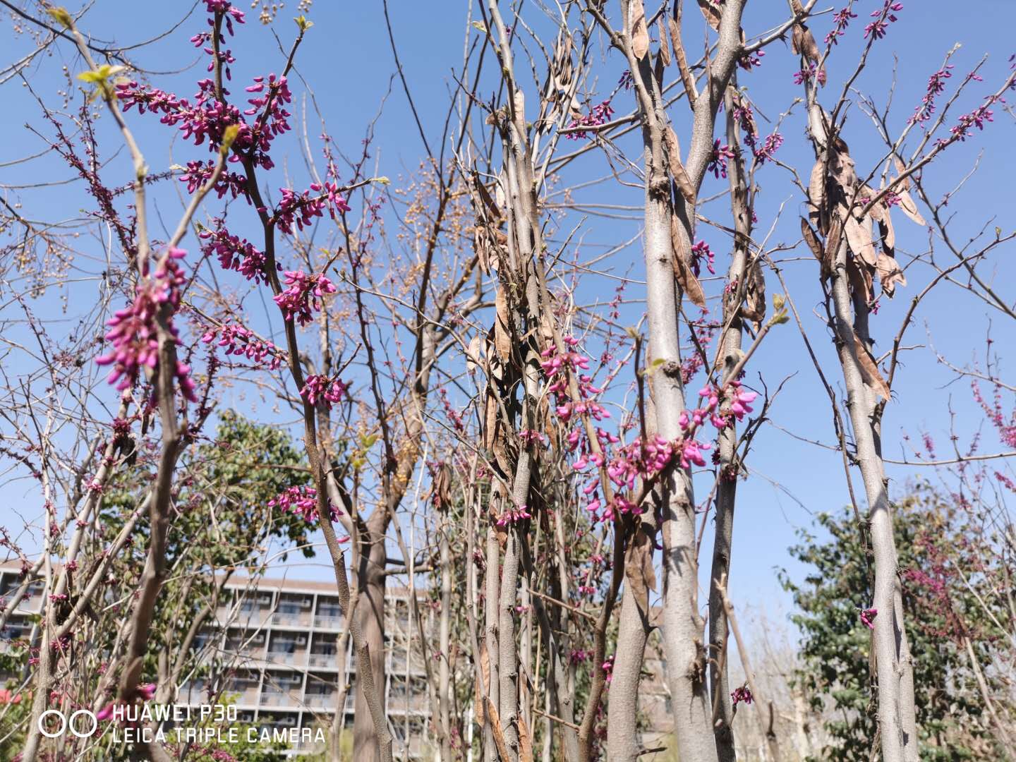 邯郸北方学校校园环境